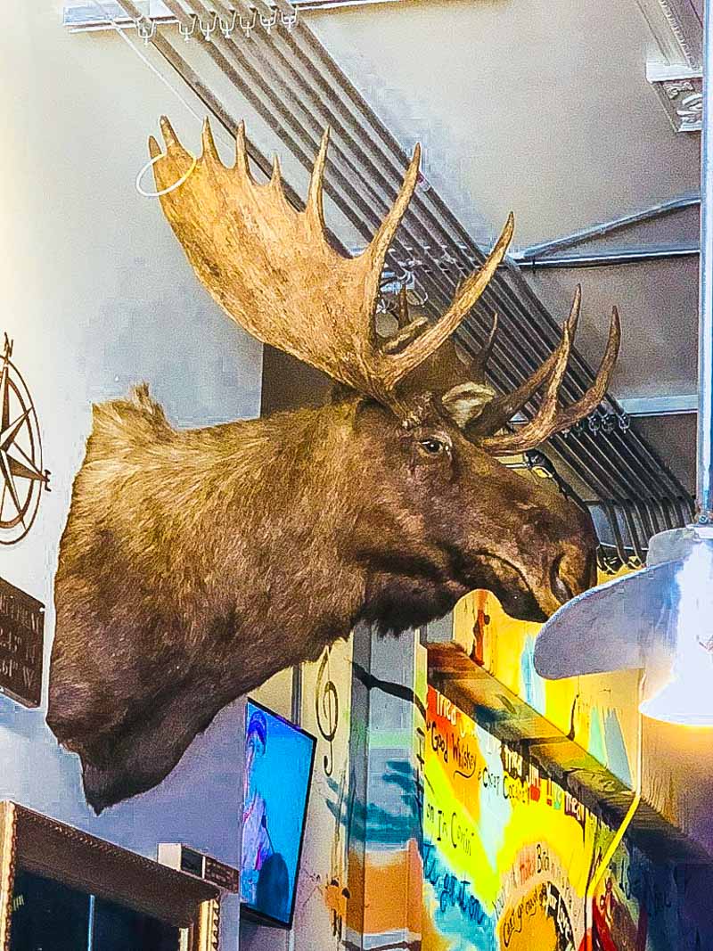 Moose head on wall in Duval Central bar