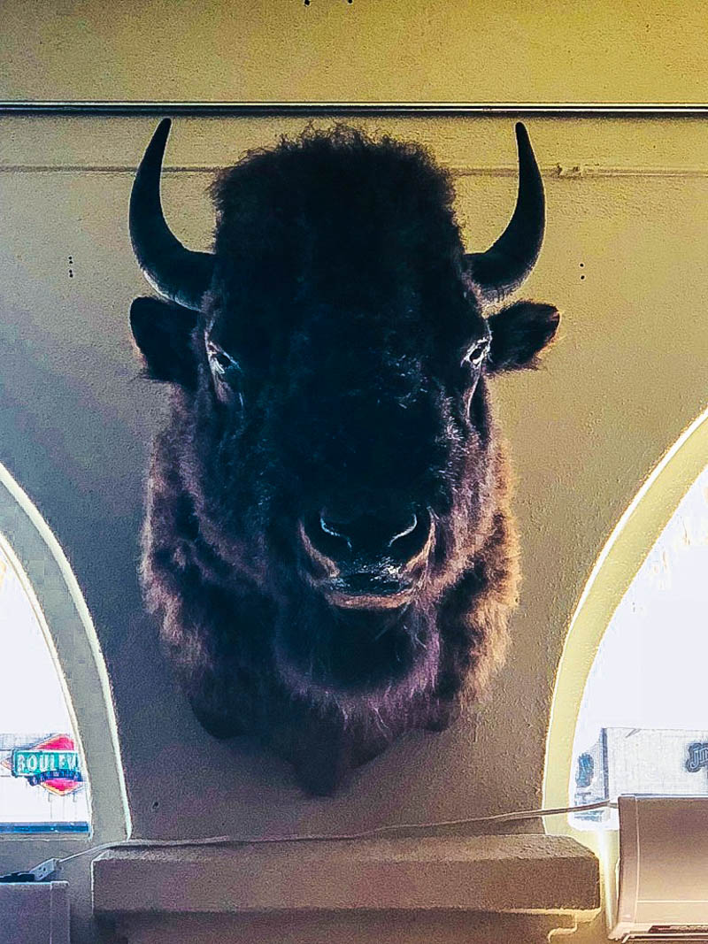 Bison head on wall in Duval Central bar