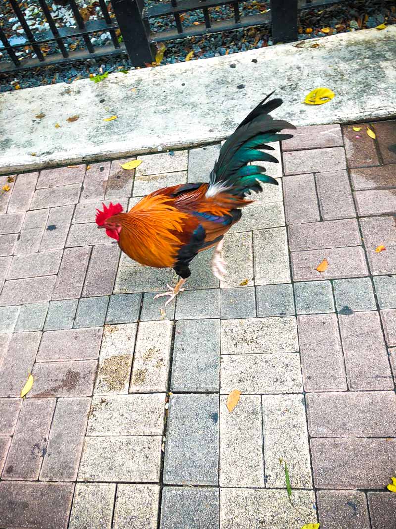 Wild rooster