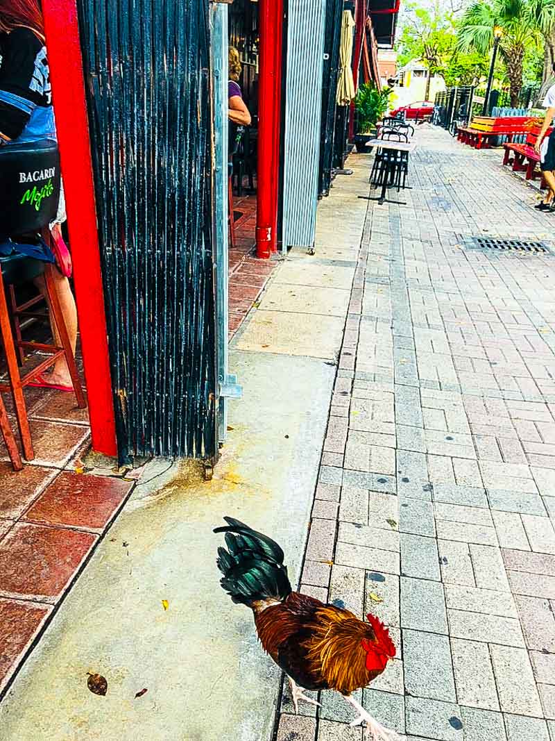 Another rooster at the bar